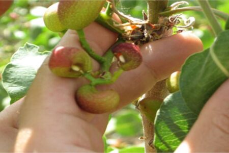 سرما به ۱۰ هزار هکتار باغ پسته در شهربابک خسارت زد