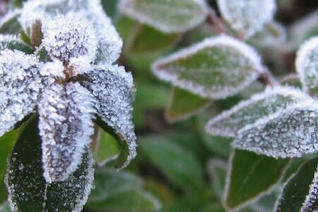 محصولات باغی و زراعی سیرجان قربانی سرمازدگی شدند