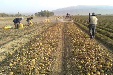 فروش محصولات کشاورزی جنوب کرمان، روند خوبی دارد