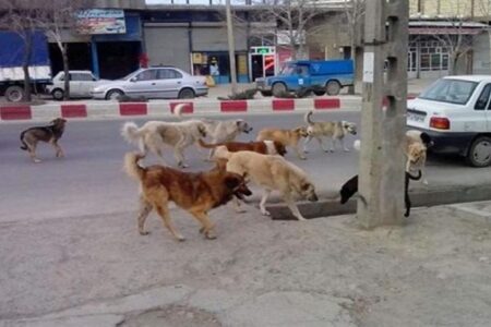 عقیم‌سازی سگ‌های بدون صاحب در کرمان، سرعت می‌گیرد