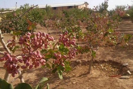 خسارت سنگین سرمازدگی به باغ های پسته شهرستان راور