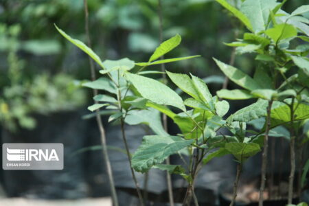 اجرای ۶ طرح پایلوت بررسی سازگاری ارقام گردوی گرمسیری در جنوب کرمان
