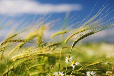 وزش باد نسبتا شدید پدیده غالب جوی کرمان