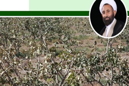 نماینده رفسنجان در مجلس: پسته‌کاران خسارت دیده نیازمند کمک بلاعوض هستند