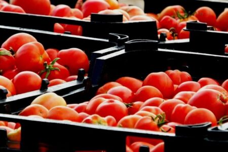 ورود گوجه جنوب کرمان به بازار، قیمت ها را متعادل می کند