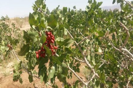 سرمازدگی باغ‌های پسته و «یقین» کشاورزان