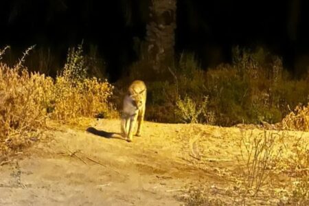 حیوان مشاهده شده در قلعه گنج گربه وحشی است
