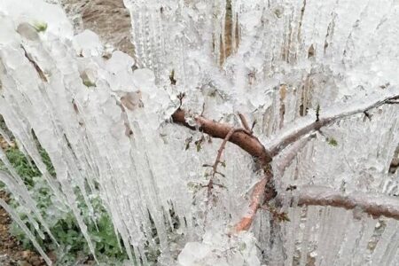 خزان کشاورزی در فصل بهار/ باغ ها و مزارع  کرمان یخ زد