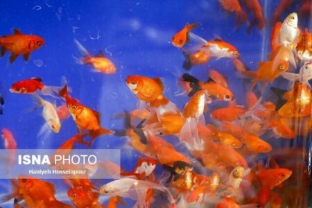 از رهاسازی ماهی‌های قرمز در رودخانه‌ها خودداری کنید