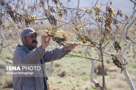 جلسه اضطراری سرمازدگی باغ‌های پسته استان کرمان با حضور وزیر جهاد کشاورزی