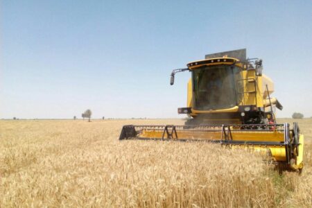 آغاز برداشت مزارع گندم و کلزا در جیرفت