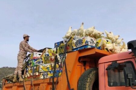 توقیف 2 دستگاه کامیون حامل مرغ زنده قاچاق در نرماشیر 
