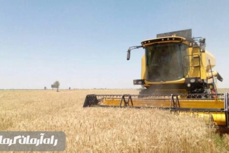 ۱۵۵ هزار تُن گندم برداشت شد