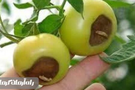 آبیاری منظم مزرعه، موجب رشد سریع میوه و جلوگیری از آفت پوسیدگی گوجه می‌شود