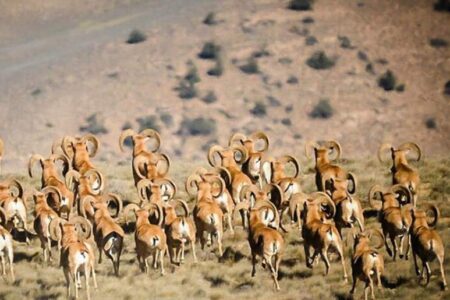 پارک ملی خَبر در شهرستان بافت