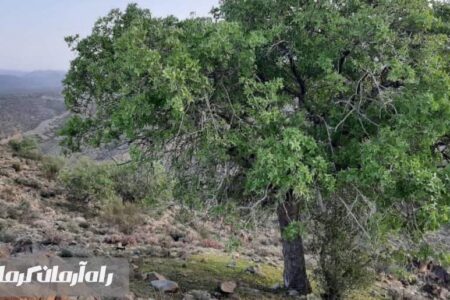 پوشش درختان سردسیری و جنگلی در روستای دِردِسک