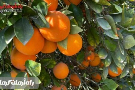 کشاورزی جیرفت توانا در رشد و توسعه اقتصادی کشور است