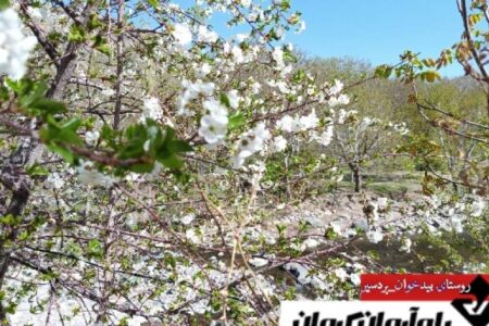 بهار در باغستان های گردو روستای بیدخوان بردسیر