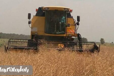 برداشت محصول کلزا در جنوب کرمان آغاز شد