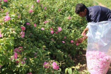 پیش‌بینی برداشت ۳۰ تن گل محمدی از گلستان های راور