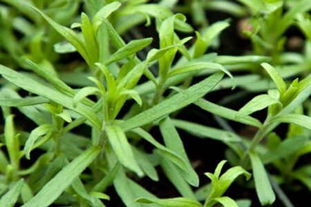 برداشت ترخون از اراضی کشاورزی گلباف