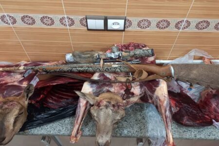 دستگیری متخلفان شکار غیرمجاز دو راس قوچ و کل وحشی در راور