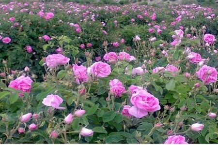 پیش بینی برداشت ۴ تن گل‌تر محمدی در رابر