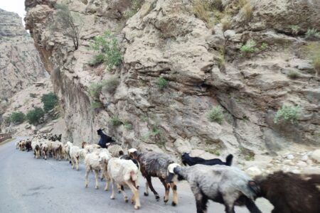 کوچ زودهنگام عشایر تهدیدی برای مراتع جنوب کرمان است