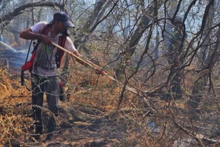 آتش سوزی جنگل های مهروئیه فاریاب مهار شد