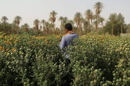 افزایش پتانسیل های اقتصادی شهداد با روغن کشی از «دانه گلرنگ»