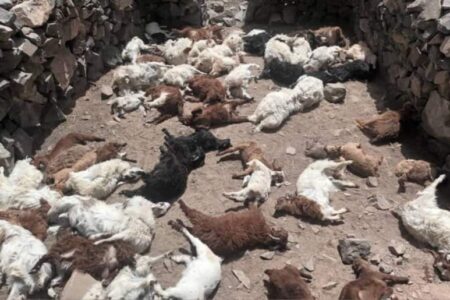 تلف شدن ۷۹ راس گوسفند در روستای هشتادان گلباف