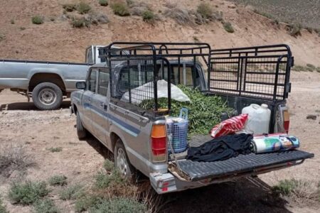 برداشت کرفس کوهی ممنوع!