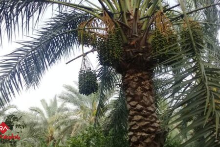 خودنمایی نخل های به ثمر نشسته در منوجان