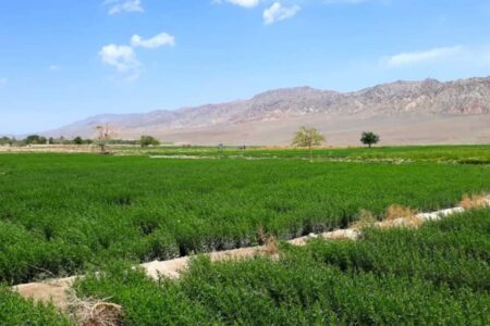 آغاز برداشت ترخون در گلباف کرمان