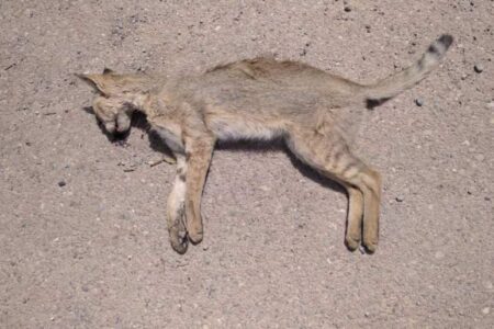 حادثه ای که جان گونه نادر جانوری در شهداد را گرفت