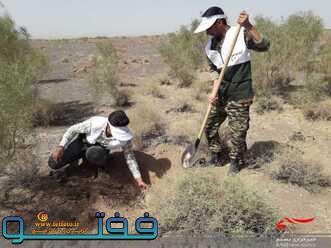 کاشت ۱۵۰۰ نهال تاغ توسط گروه های جهادی بسیج سازندگی سپاه مقاومت رفسنجان در چهارمین روز از رزمایش جهادگران فاطمی در محل روستای ناصریه+ تصویر