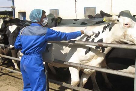 حدود ۵۰ هزار دام در کرمان، علیه بیماری تب برفکی واکسینه می شوند