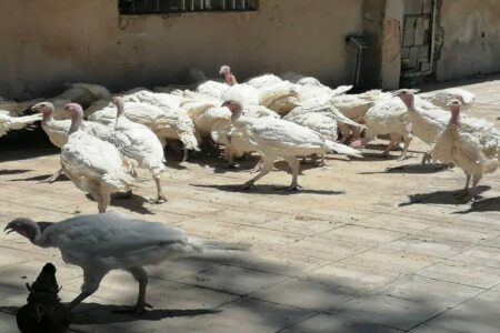 تلاش زن سرپرست خانوار به ثمر نشست