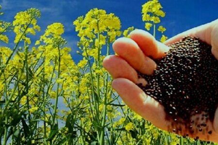 مابه التفاوت نرخ جدید کلزا به کشاورزان پرداخت می‌شود