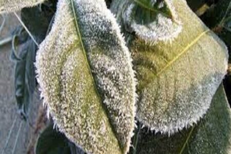 معاون وزیر کشاورزی: ۱۰ هزار میلیارد تومان ویژه جبران خسارت سرمازدگی اختصاص یافت