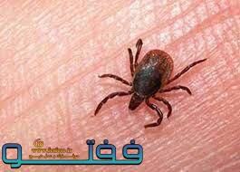 شناسایی یک مورد تب کریمه کنگو در رفسنجان