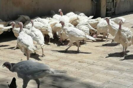 تولید بیش از ۹۰۰ کیلو گرم گوشت طیور توسط مددجوی سیرجانی