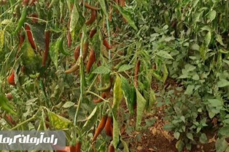 شهرستان جیرفت قطب کشاورزی پایدار در جنوب کشور