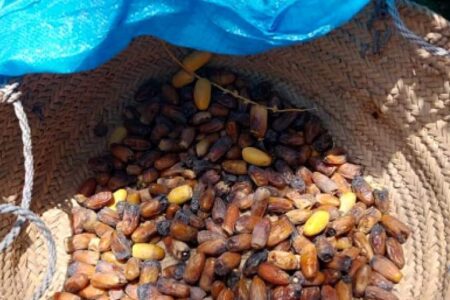 برداشت رطب از نخل های منوجان+تصاویر