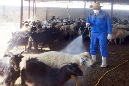 کشتارگاه‌های دام شهرستان کرمان سمپاشی شدند