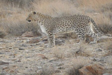 ثبت اولین گزارش حضور پلنگ ایرانی در منطقه سعدی