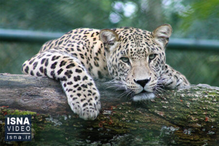 ثبت اولین مستند حضور پلنگ ایرانی در منطقه حفاظت شده «سعدی» کرمان + فیلم