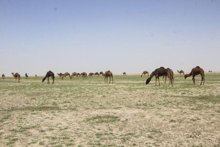 جازموریان به جان تازه‌ای نیاز دارد