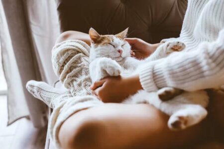 آیا انسان از گربه کرونا می‌گیرد؟