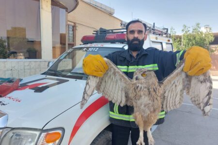 زنده گیری جغد سرگردان توسط آتش نشانان
